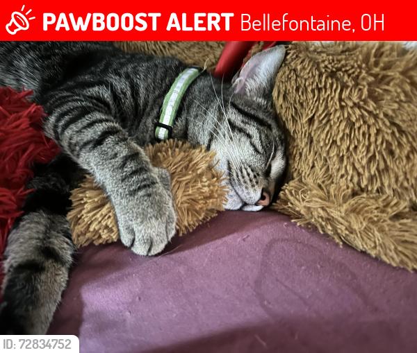 Lost Male Cat last seen Oakland sq park, Bellefontaine, OH 43311