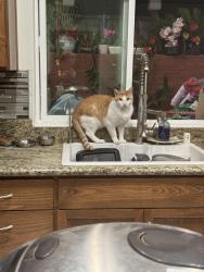 Lost Male Cat last seen In the long alley inbetween Bostonia St. and N. Second St., El Cajon, CA 92021