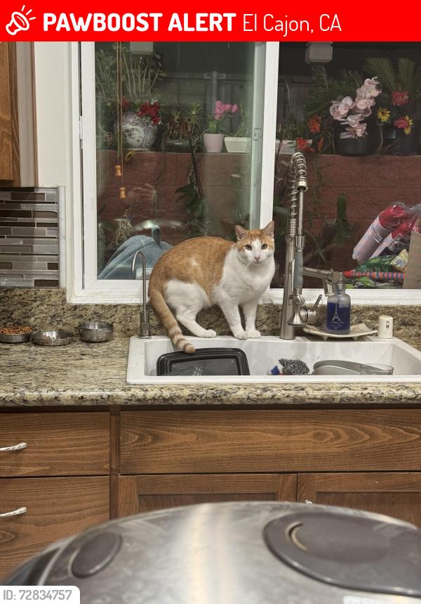 Lost Male Cat last seen In the long alley inbetween Bostonia St. and N. Second St., El Cajon, CA 92021