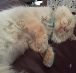 Lost Male Cat last seen Elmwood & Laramie , Oak Forest, IL 60452
