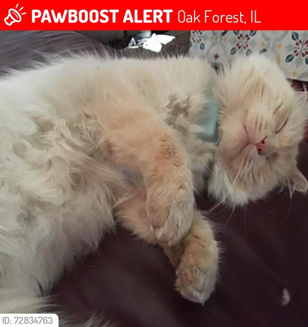 Lost Male Cat last seen Elmwood & Laramie , Oak Forest, IL 60452