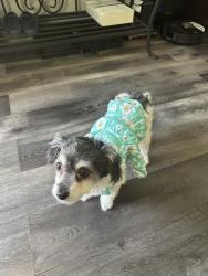 Lost Female Dog last seen Wilcox and southhall ln, Bell, CA 90201