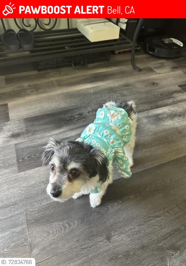 Lost Female Dog last seen Wilcox and southhall ln, Bell, CA 90201