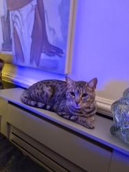 Lost Female Cat last seen Molyneux Road Kensington Liverpool , Kensington, England L6 9AG