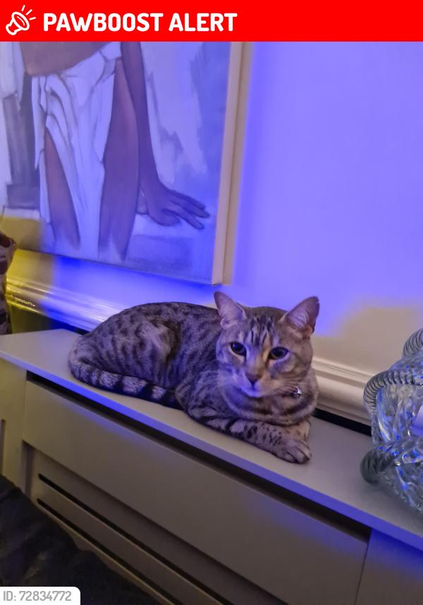 Lost Female Cat last seen Molyneux Road Kensington Liverpool , Kensington, England L6 9AG