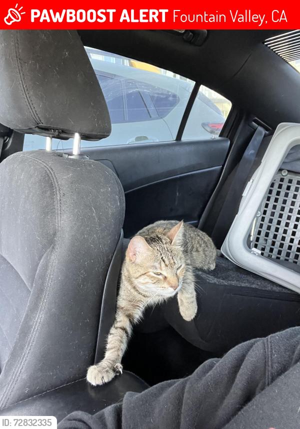 Lost Female Cat last seen Warner brookhurst , Fountain Valley, CA 92708