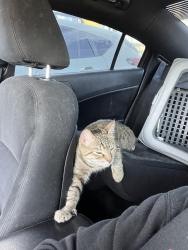 Lost Female Cat last seen Warner brookhurst , Fountain Valley, CA 92708