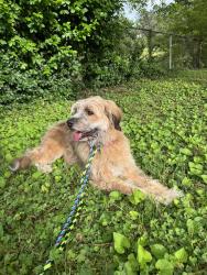 Lost Female Dog last seen Walnut street and byrum street, Cary, NC 27511