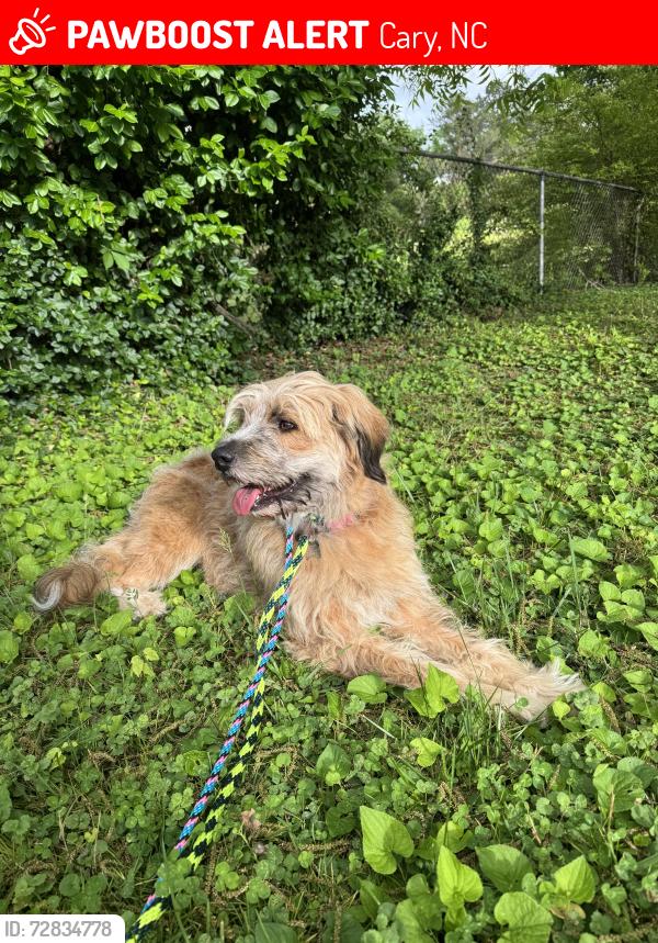 Lost Female Dog last seen Walnut street and byrum street, Cary, NC 27511