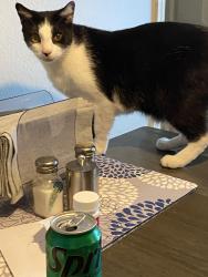 Lost Unknown Cat last seen US1, Port Orange, FL 32127