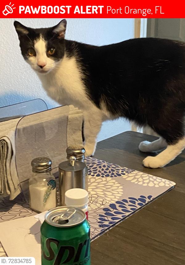 Lost Unknown Cat last seen US1, Port Orange, FL 32127