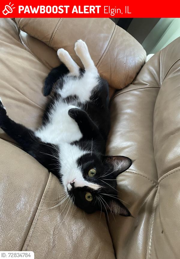 Lost Female Cat last seen Monument Rd and Range Rd , Elgin, IL 60124