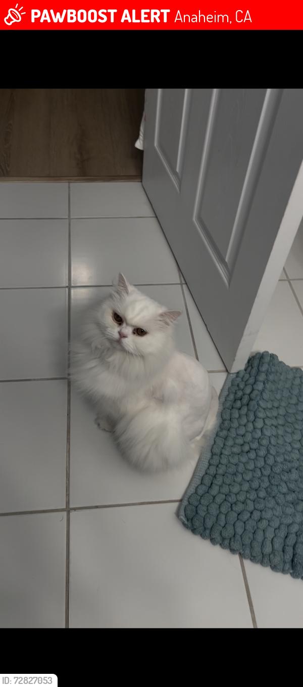 Lost Female Cat last seen Near s Yorkshire Cir, Anaheim hills, Anaheim, CA 92808