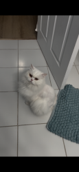 Lost Female Cat last seen Near s Yorkshire Cir, Anaheim hills, Anaheim, CA 92808