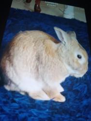 Lost Unknown Rabbit last seen Hillpoint /Cannon drive, Menifee, CA 92586