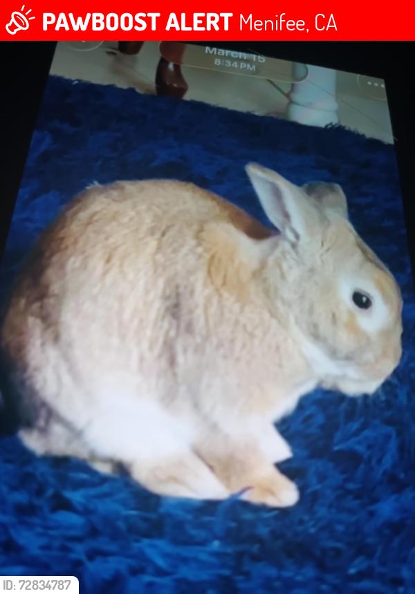 Lost Unknown Rabbit last seen Hillpoint /Cannon drive, Menifee, CA 92586