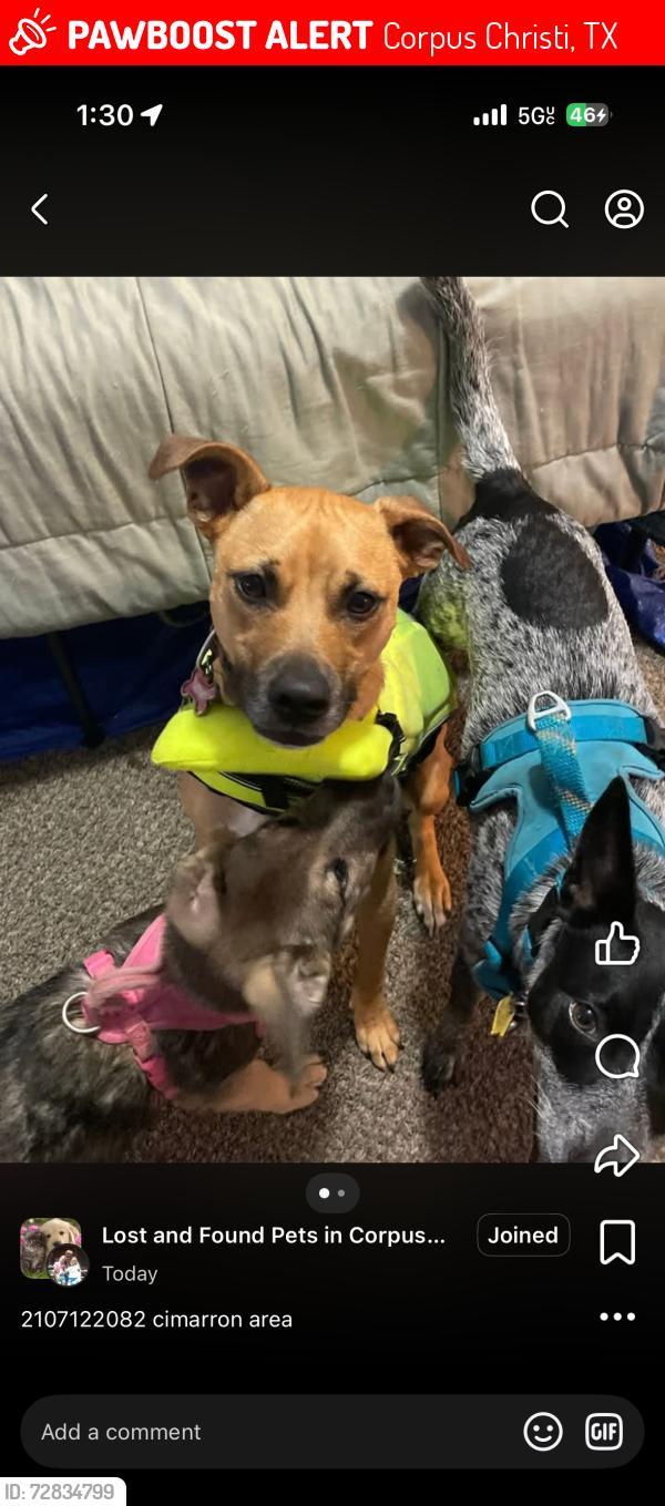 Lost Male Dog last seen hse, Corpus Christi, TX 78414