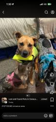 Lost Male Dog last seen hse, Corpus Christi, TX 78414