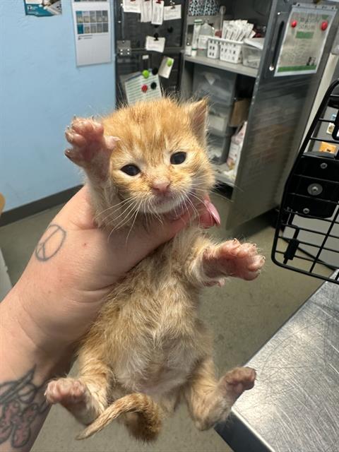 Shelter Stray Male Cat last seen Near BLOCK LAURIE AVE, BAKERSFIELD CA 93312, Bakersfield, CA 93308