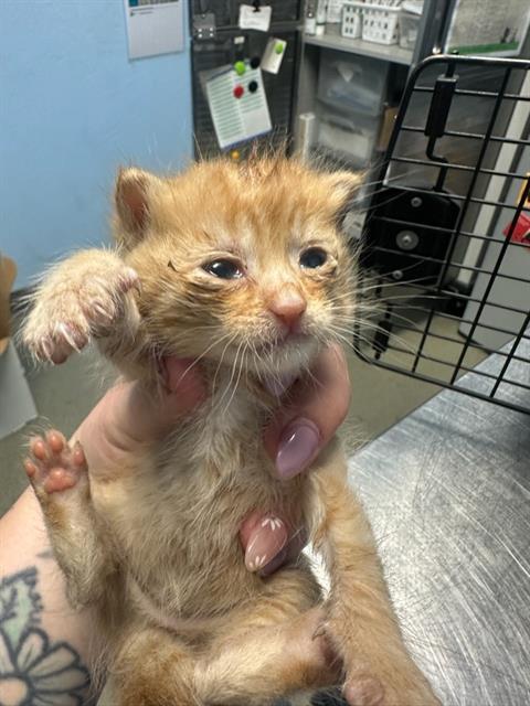 Shelter Stray Male Cat last seen Near BLOCK LAURIE AVE, BAKERSFIELD CA 93312, Bakersfield, CA 93308