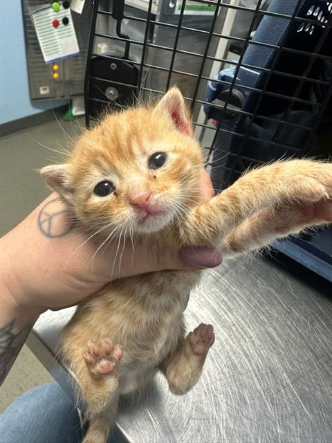 Shelter Stray Female Cat last seen Near BLOCK LAURIE AVE, BAKERSFIELD CA 93312, Bakersfield, CA 93308