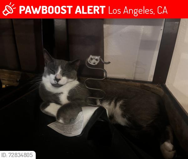 Lost Male Cat last seen E 95th street, Los Angeles, CA 90002