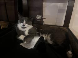 Lost Male Cat last seen E 95th street, Los Angeles, CA 90002