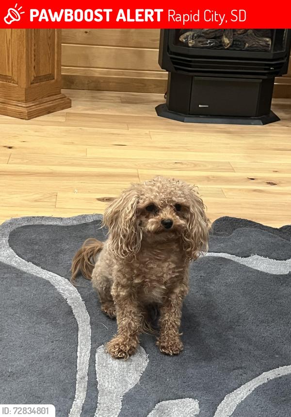 Lost Male Dog last seen Cliff Drive Canyon Lake, Rapid City, SD 57702