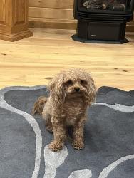 Lost Male Dog last seen Cliff Drive Canyon Lake, Rapid City, SD 57702