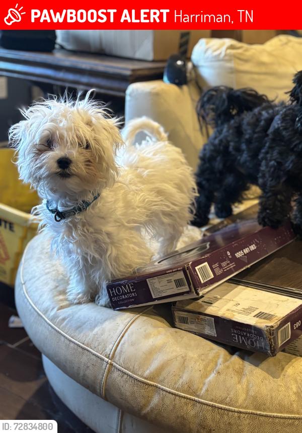 Lost Male Dog last seen Margrave dr, Jasper dr , Bazel rd Harriman TN, Harriman, TN 37748