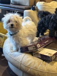 Lost Male Dog last seen Margrave dr, Jasper dr , Bazel rd Harriman TN, Harriman, TN 37748