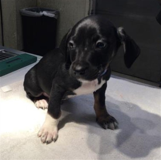 Shelter Stray Male Dog last seen Near BLOCK WIEHE AVE, RIVERSIDE CA 92506, Jurupa Valley, CA 92509