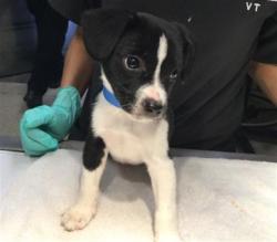 Shelter Stray Male Dog last seen Near BLOCK WIEHE AVE, RIVERSIDE CA 92506, Jurupa Valley, CA 92509