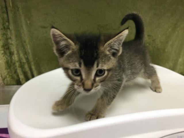 Shelter Stray Male Cat last seen CLAY ST & LIMONITE, RIVERSIDE CA, Jurupa Valley, CA 92509