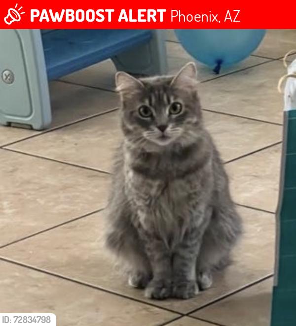 Lost Female Cat last seen S 19th Ave and S Southern Ave , Phoenix, AZ 85041