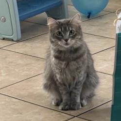 Lost Female Cat last seen S 19th Ave and S Southern Ave , Phoenix, AZ 85041