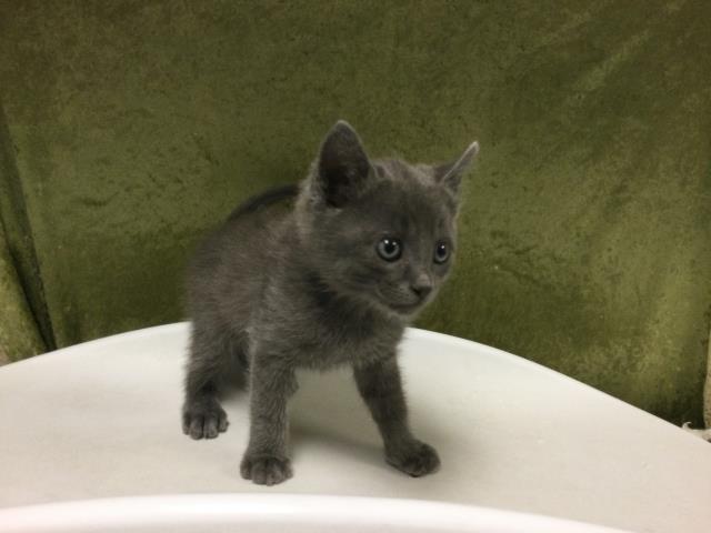 Shelter Stray Male Cat last seen ABRAMS DR & ORANGE TERRACE PKWY RIVERSIDE, CA 92508, Jurupa Valley, CA 92509