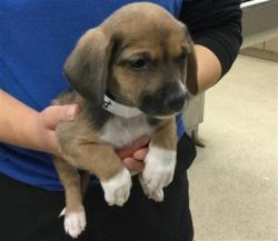Shelter Stray Female Dog last seen Near BLOCK WIEHE AVE, RIVERSIDE CA 92506, Jurupa Valley, CA 92509