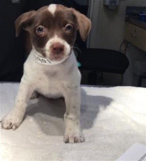 Shelter Stray Female Dog last seen Near BLOCK WIEHE AVE, RIVERSIDE CA 92506, Jurupa Valley, CA 92509