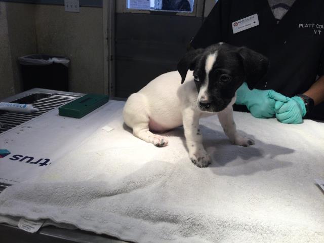 Shelter Stray Male Dog last seen Near BLOCK WIEHE AVE, RIVERSIDE CA 92506, Jurupa Valley, CA 92509