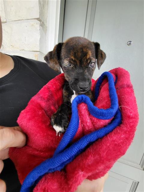 Shelter Stray Female Dog last seen Near BLOCK SLIDING WAY, San Antonio, TX 78227