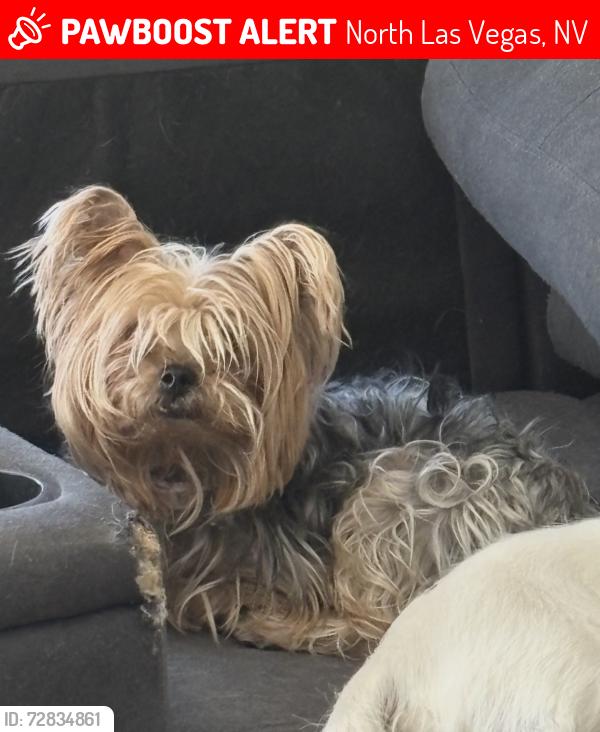 Lost Female Dog last seen Revere and Centennial , North Las Vegas, NV 89084