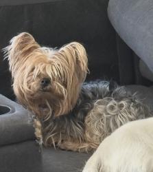 Lost Female Dog last seen Revere and Centennial , North Las Vegas, NV 89084