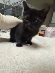 Shelter Stray Female Cat last seen FOSTER RETURN, Jacksonville, FL 32204
