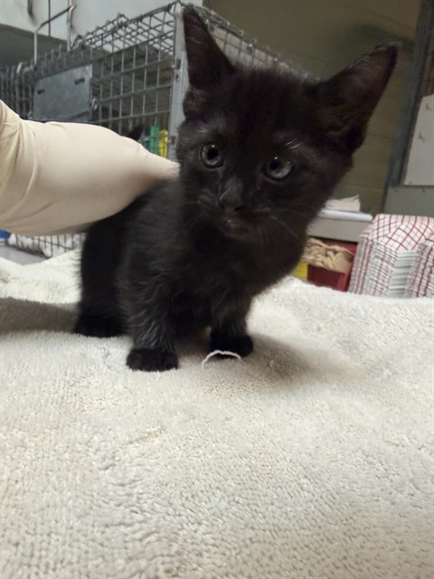 Shelter Stray Female Cat last seen FOSTER RETURN, Jacksonville, FL 32204