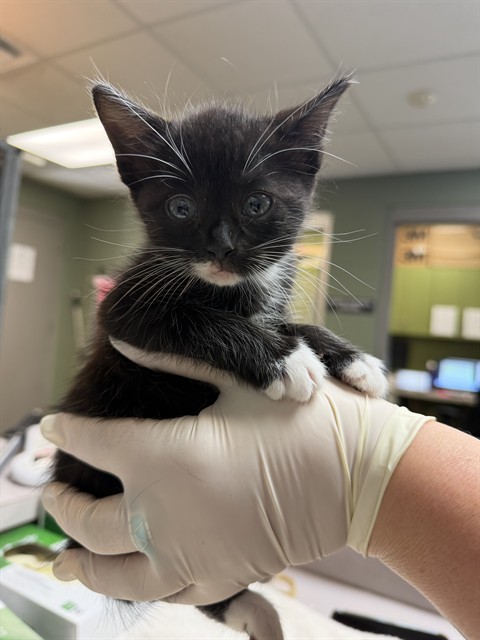 Shelter Stray Female Cat last seen FOSTER RETURN, Jacksonville, FL 32204