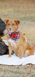 Lost Male Dog last seen I65, Brewton, AL 36426