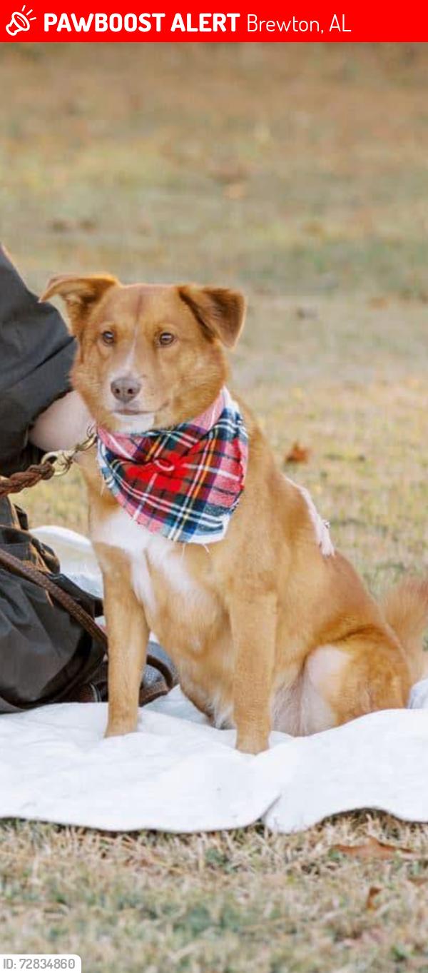 Lost Male Dog last seen I65, Brewton, AL 36426