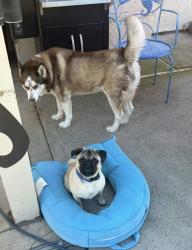 Lost Female Dog last seen Galaxy Luxury Theatres in riverbank , Riverbank, CA 95367