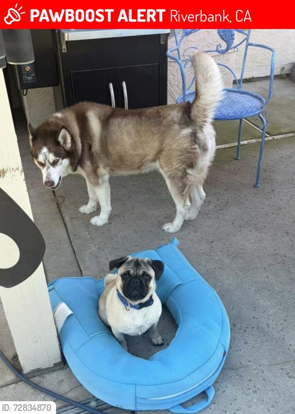Lost Female Dog last seen Galaxy Luxury Theatres in riverbank , Riverbank, CA 95367